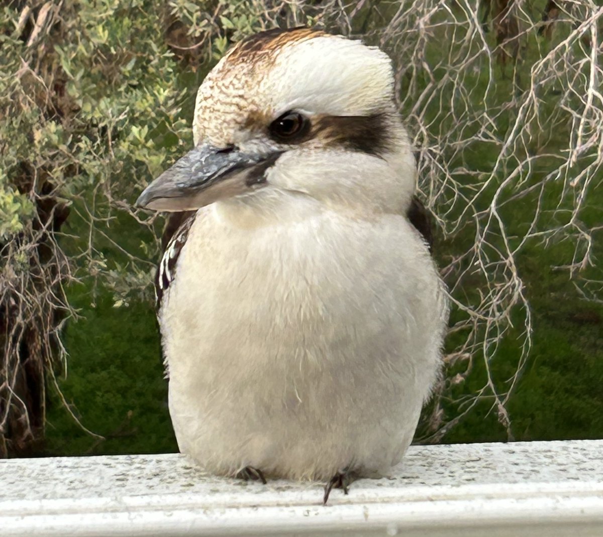 Adam Voigt tweet media