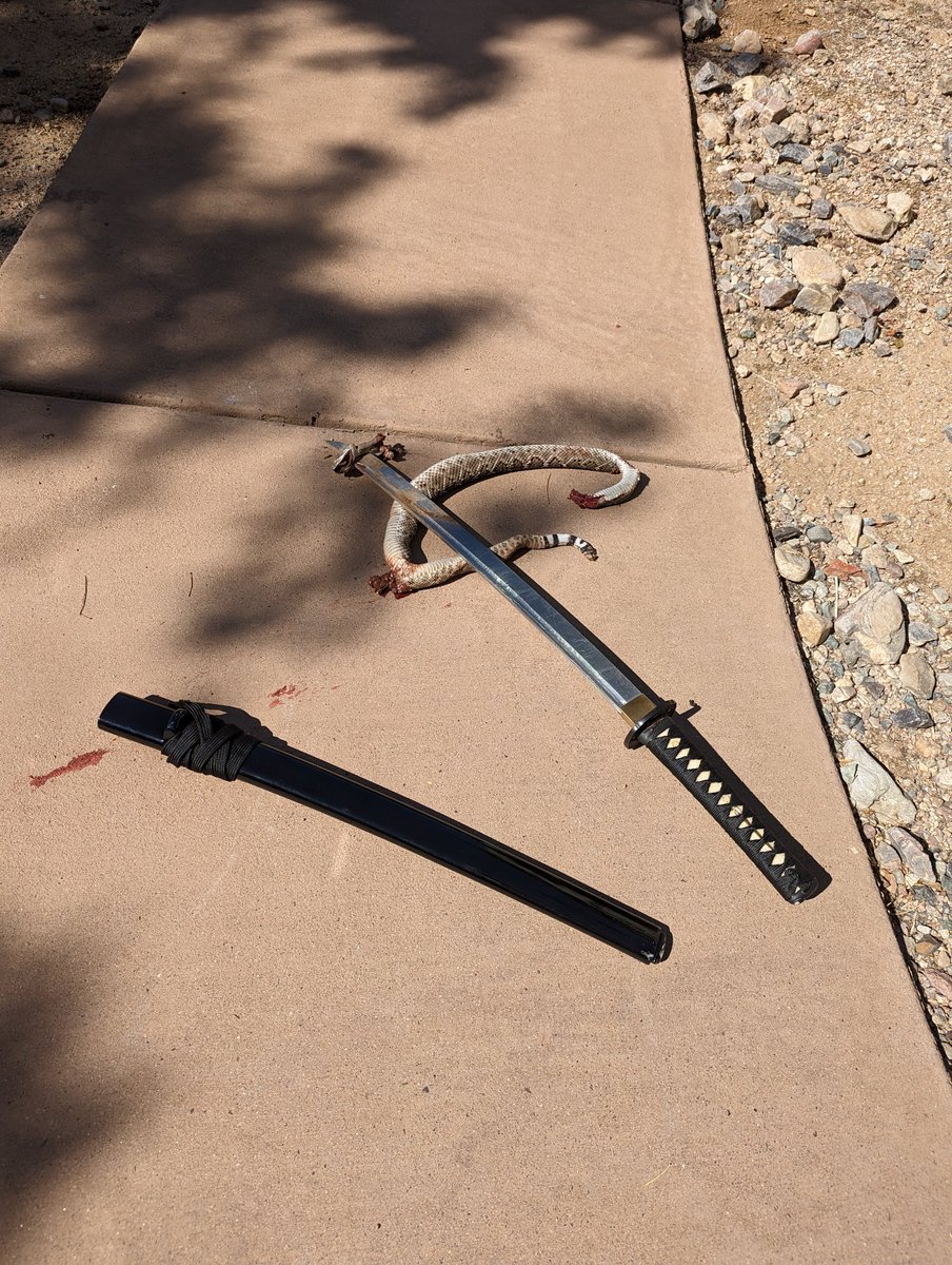 semi_technical's tweet photo. The roadrunner in training did some Snek stepping. It was scaring my cats.  
@coldsteel https://t.co/rvkGnyKsDQ