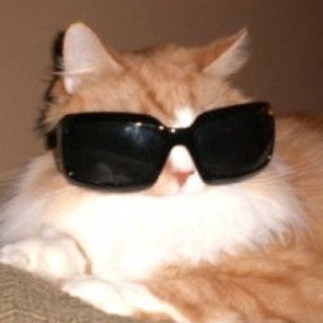 Punch Cat tweet media