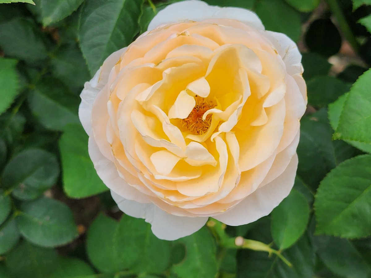 黃赴堯 ( DEEM-2017 ) tweet media