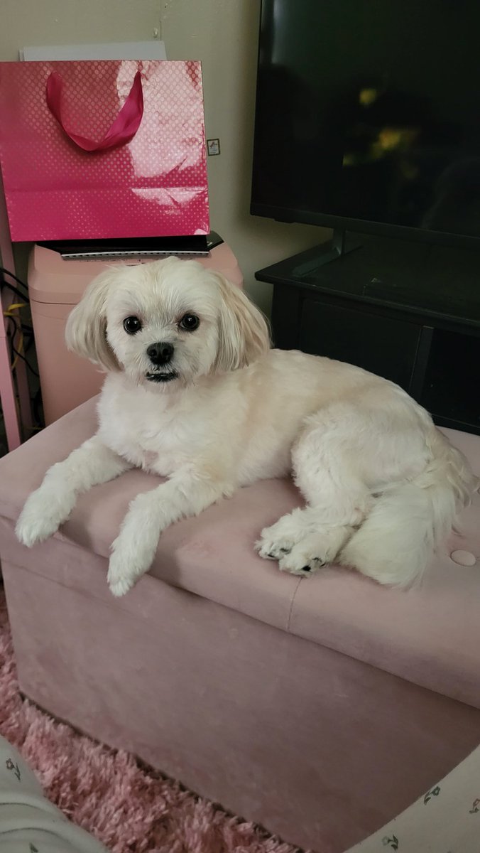 JKsLightMyMoon's tweet photo. @vivian_pawz Rosie is a Maltese. https://t.co/beqZ98Ylj1