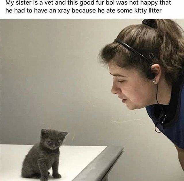 Punch Cat tweet media