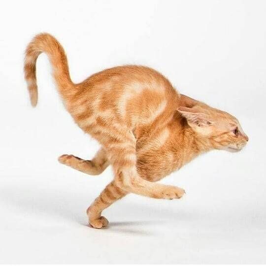 DontShowYourCat's tweet photo. I AM SPEED https://t.co/RnxunDaYi1