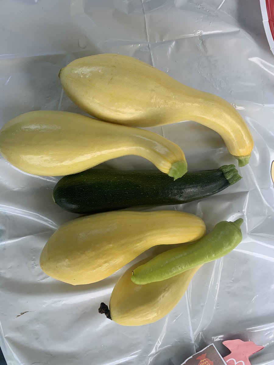 PJmountexplorer's tweet image. Today from the garden.