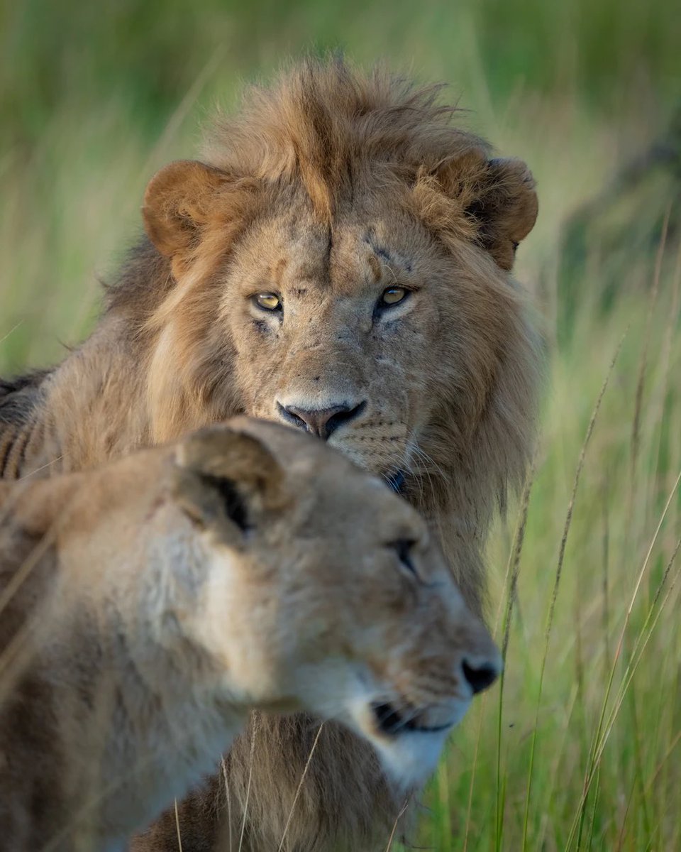 Good morning X-Friends…🌷🍃☕️
Have a blessed and relaxing Sunday 🌳☀️🦁🦁🧡

#SundayMorning 🌷 #CoffeeTime ☕️ #AnimalLovers 🧡 #StayPositive 🌸 #Blessings 🤍 #PeaceAndLove 🕊️