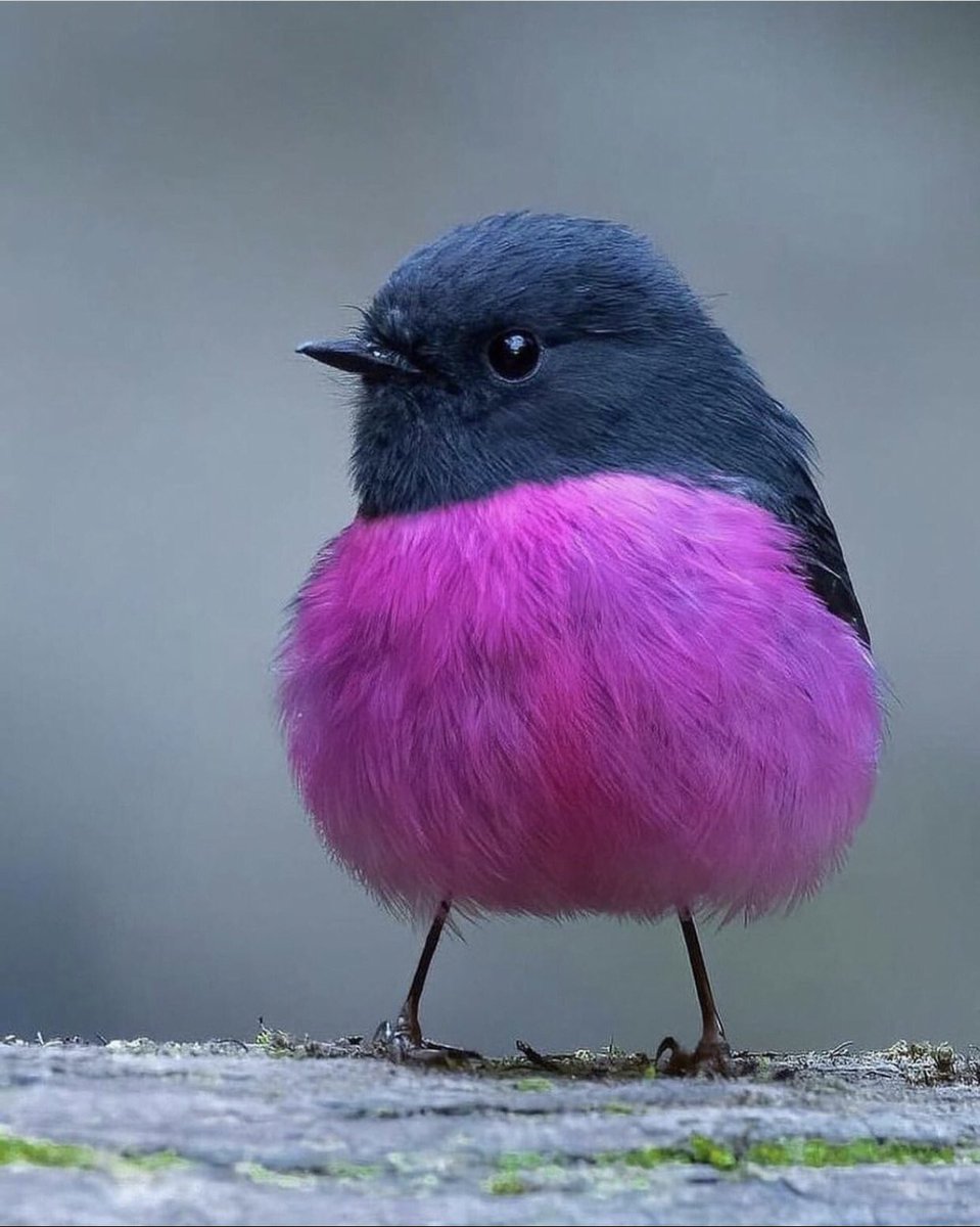 ピンクロビンって鳥
愛らしすぎる。