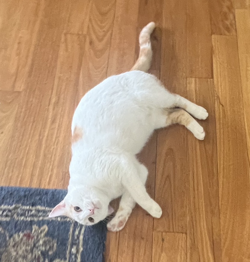aliencatmir's tweet photo. okay im going to be out of character for a second this is genuinely the most hideous photo ive ever seen of this cat https://t.co/vZfmXhCETw