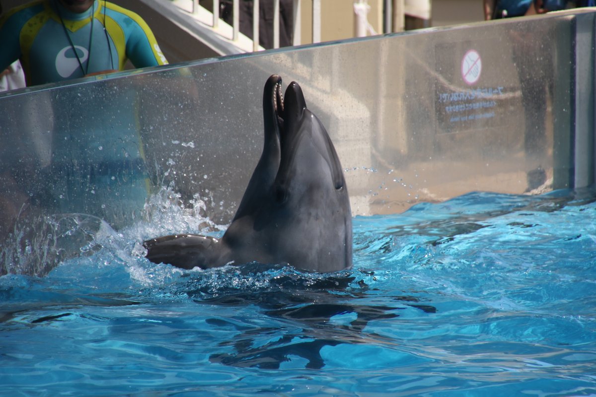 juniti090's tweet photo. 令和6年6月1日。
新江ノ島水族館の様子。
ゴマフアザラシの子供。イルカショーwaveのミレニー。
6月1日誕生日のサワ。イルカとのまったりタイム。
2024年6月1日撮影。
#令和6年 #新江ノ島水族館 #ゴマフアザラシ #バンドウイルカ #EOS7Dmk2 #IphoneXs https://t.co/7l2s282FT9