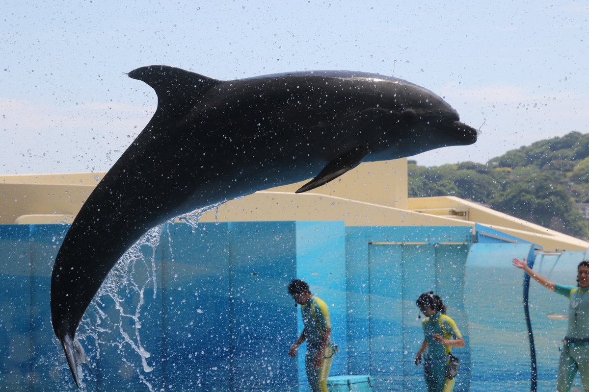 juniti090's tweet photo. 令和6年6月1日。
新江ノ島水族館の様子。
ゴマフアザラシの子供。イルカショーwaveのミレニー。
6月1日誕生日のサワ。イルカとのまったりタイム。
2024年6月1日撮影。
#令和6年 #新江ノ島水族館 #ゴマフアザラシ #バンドウイルカ #EOS7Dmk2 #IphoneXs https://t.co/7l2s282FT9