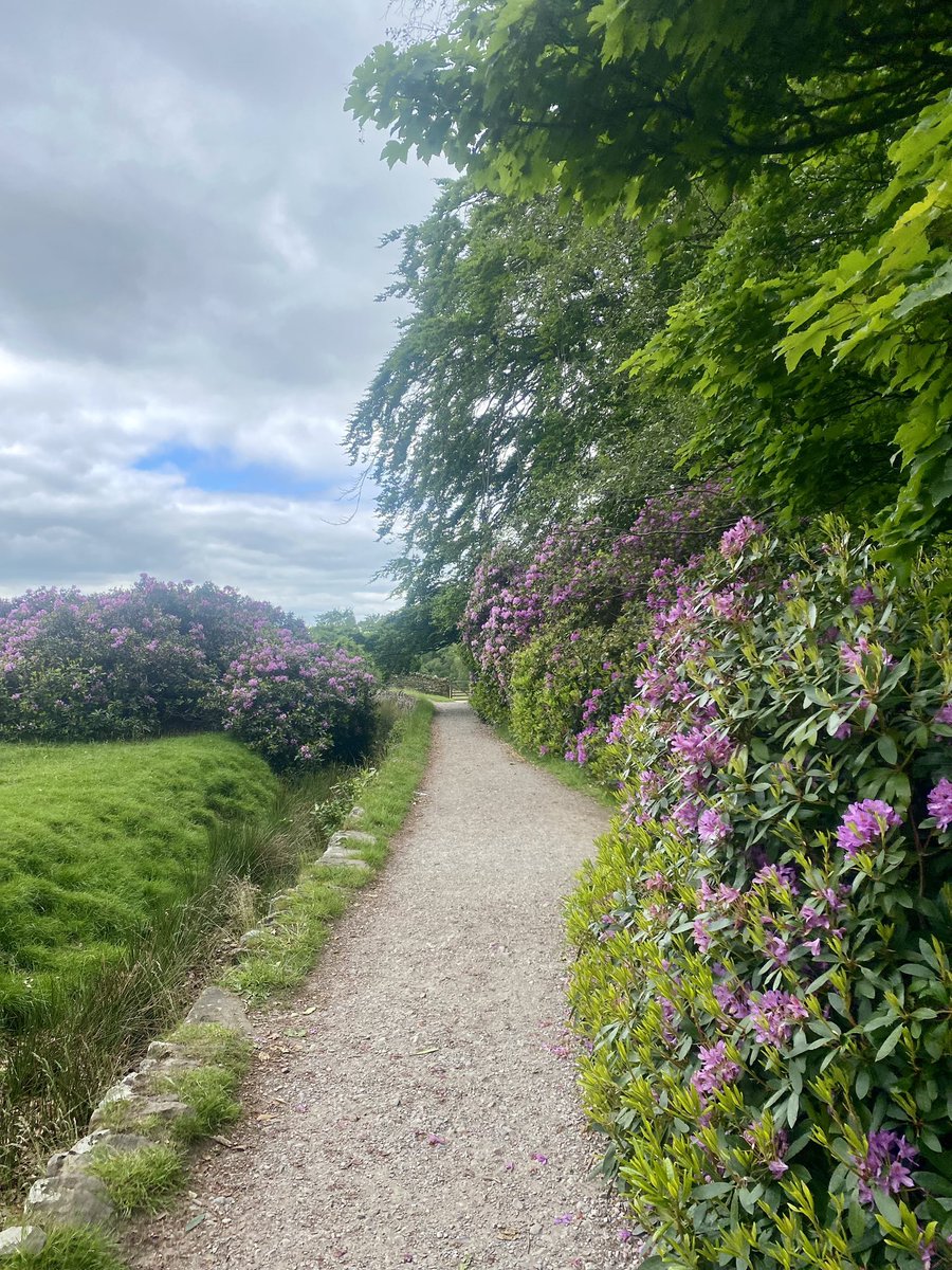 pene_lopes's tweet photo. @PeakDistrictNT Gorgeous at Longshaw estate 1.6.24 #NatureMagic https://t.co/S80wzKpRBo