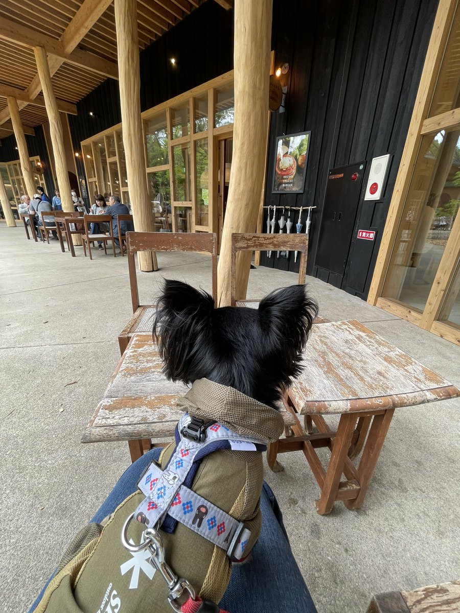 youmenoneko's tweet photo. 今日のお散歩
朝は晴れてたのに、雨が降って来ちゃったよ☀️☔️
#チワワ
#犬のいる生活 
#バターのいとこ https://t.co/k56PmeT8x9