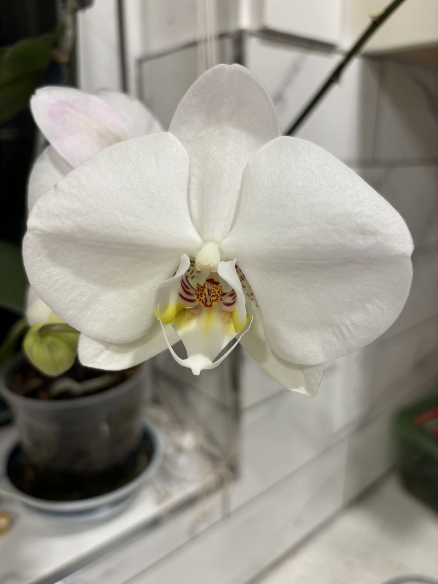 SamChande's tweet image. Just one of my kitchen orchids. G’night.