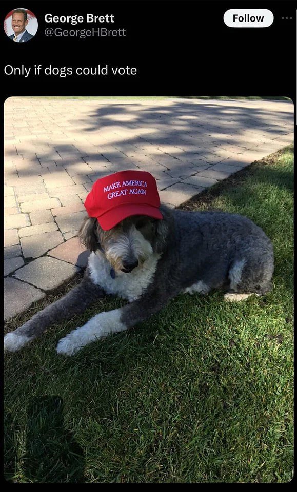 MagaDogERC's tweet photo. @Eljaboom Yes 

so is $DOGA the only dog wif $MAGA hat on $ETH https://t.co/MGeCJFFCQS