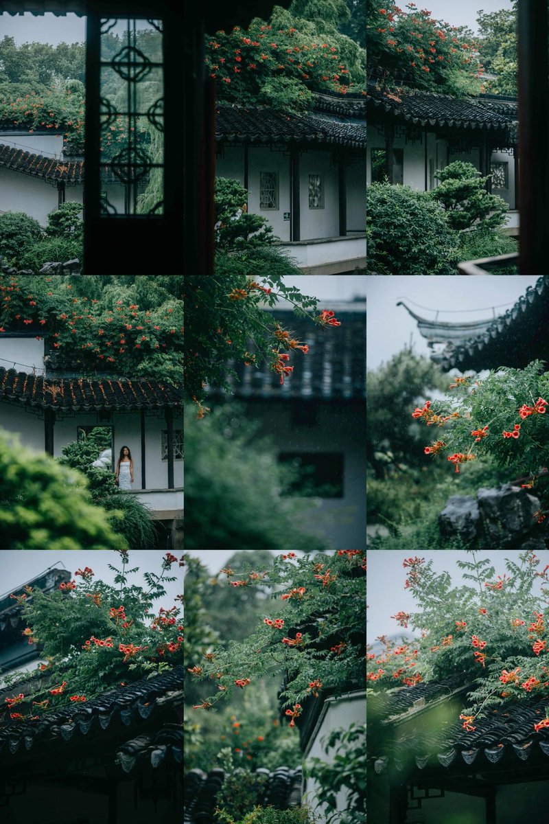 The blooming trumpet creepers in Zhanyuan Garden are so poetic and picturesque.瞻园盛开的凌霄花，是那么富有诗情画意。