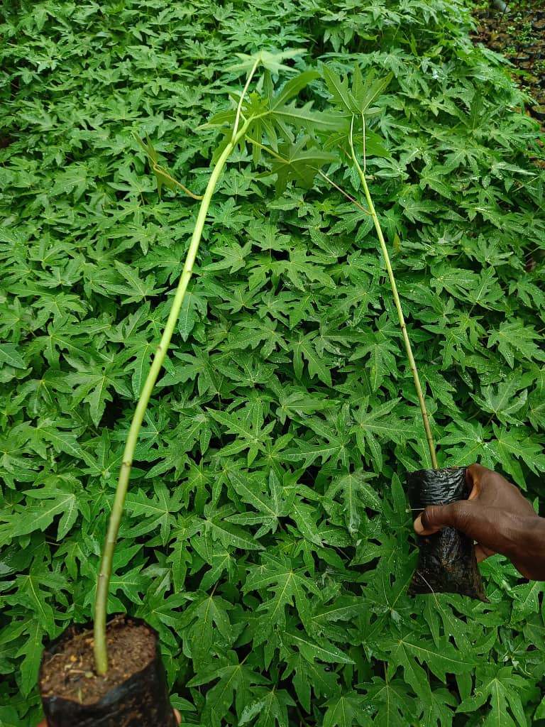 julius_esegu's tweet photo. The Community of Kotioko in Usuk County Katakwi District have welcomed the initiative to plant trees to reverse the negative effects of climate change but also promote the green economy.The initiative is supported by Nature Chain &amp; Human Support Africa-(NCHSA). https://t.co/D9C5KLDLzF