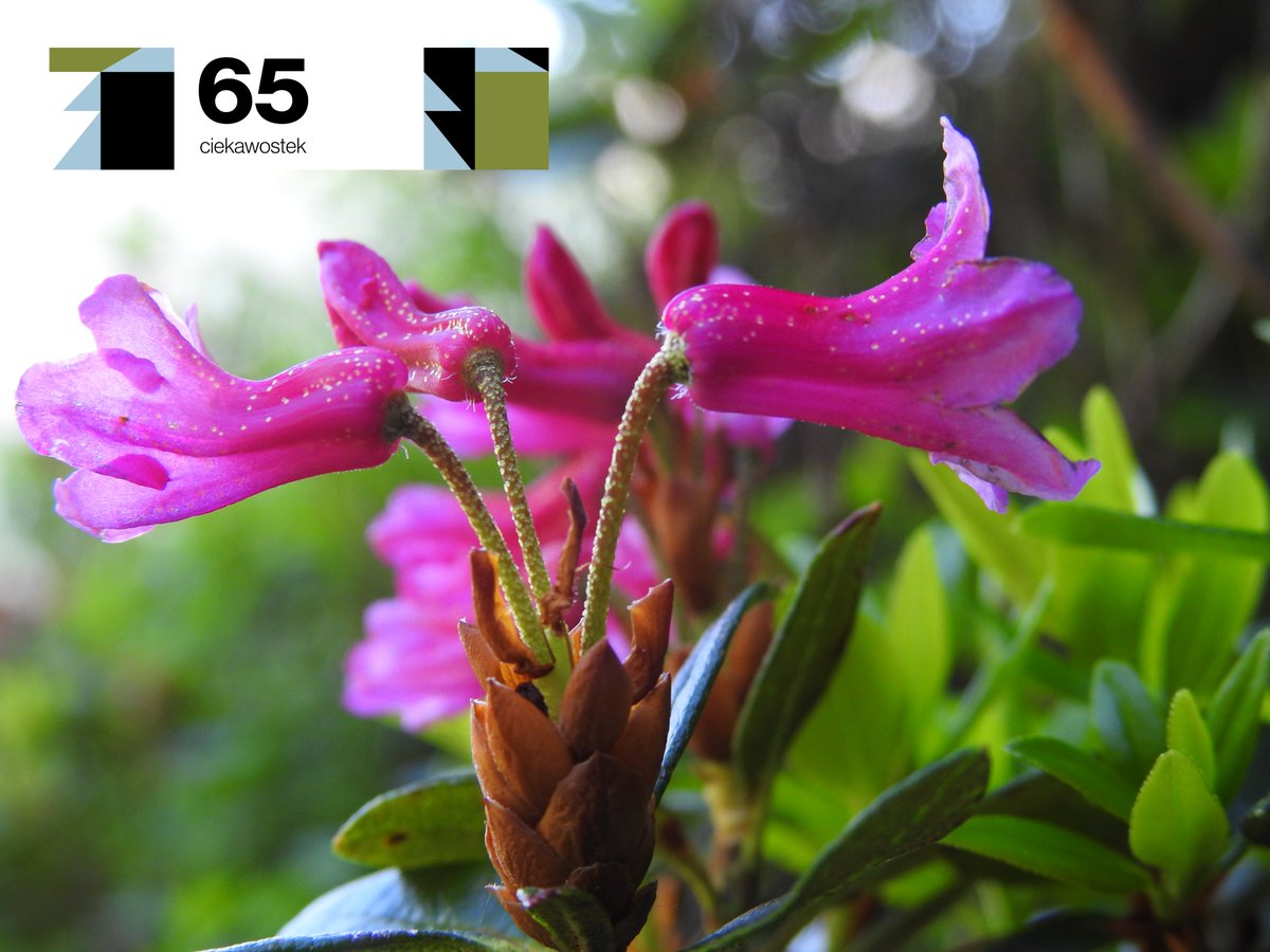 #65ciekawostekna65leciekpn
Były uważane za sztucznie nasadzone, a naturalnie przetrwały w Karkonoszach, skryte w jednej dolince. Jedyne naturalne w Karkonoszach i w Polsce różaneczniki alpejskie. Badania genetyczne to potwierdziły