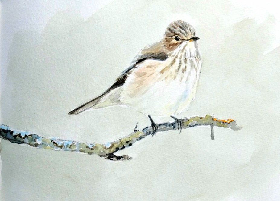 Over the moon to find two singing spotted flycatchers on my late @_BTO @BBS_birds visit this morning. The first in many years in my Gilling East square. Always hope! @btoyork @chap_re jonathanpomroy.co.uk