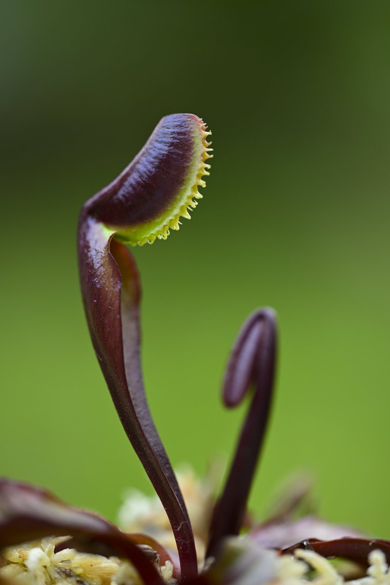 moiwayama_nepen's tweet photo. #ハエトリソウ #赤い竜 #akai_ryu #red_dragon #Dionaea #食虫植物 #Carnivorousplants #Venusflytrap #Zf #Nikon #ニコン #zmc105mmf28
NIKKOR Z MC 105mm f/2.8 VR S
芽吹きから時間も経過し、次第にエレクタ寄りの草姿に変わってきました。 https://t.co/c6WOqSKcx7