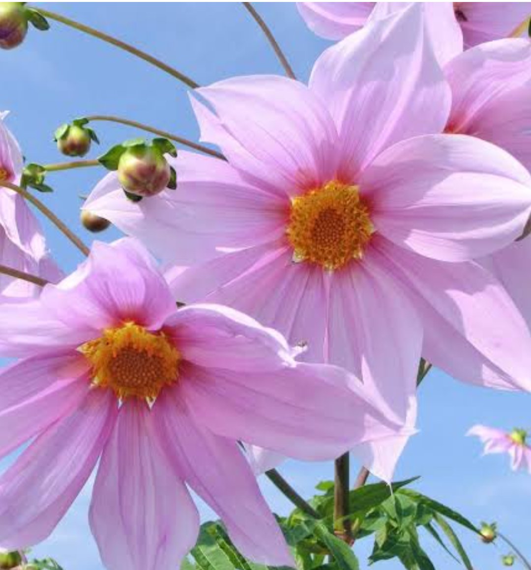 ek29508's tweet photo. おはようございます🌸🌷´-

6月2日  日曜日晴れでもない

夜中二時半頃から何度も🌷´-
目が覚めては寝ての繰り返し
    体調良好でもなく不良でも
ない。お腹も空かず今やっと
朝ご飯を食べた🍴😋

もう六月 早いよね🌸⋆*
今日もよろしくね🌷´- https://t.co/ao1hIv7Oha