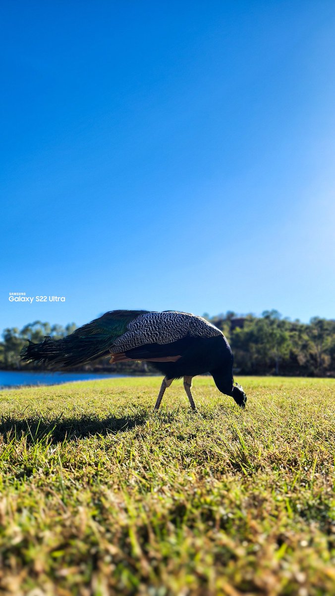 XiaoGreenFrog's tweet photo. Wild peacocks at lakeside park :) I didn't have bird seeds to feed them but I'll bring some next time. 

#Samsung #SamsungGalaxy #S22U #WalkingWithWildlife #MobilePhotography https://t.co/EA3IsEYFKG