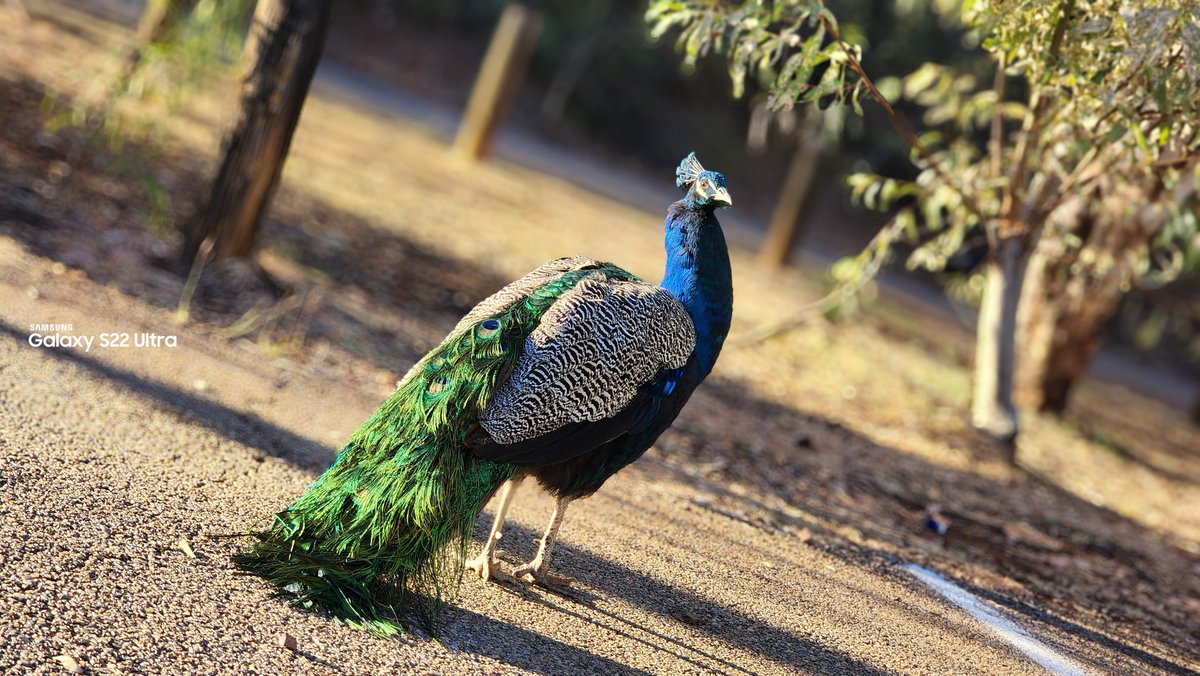 XiaoGreenFrog's tweet photo. Wild peacocks at lakeside park :) I didn't have bird seeds to feed them but I'll bring some next time. 

#Samsung #SamsungGalaxy #S22U #WalkingWithWildlife #MobilePhotography https://t.co/EA3IsEYFKG