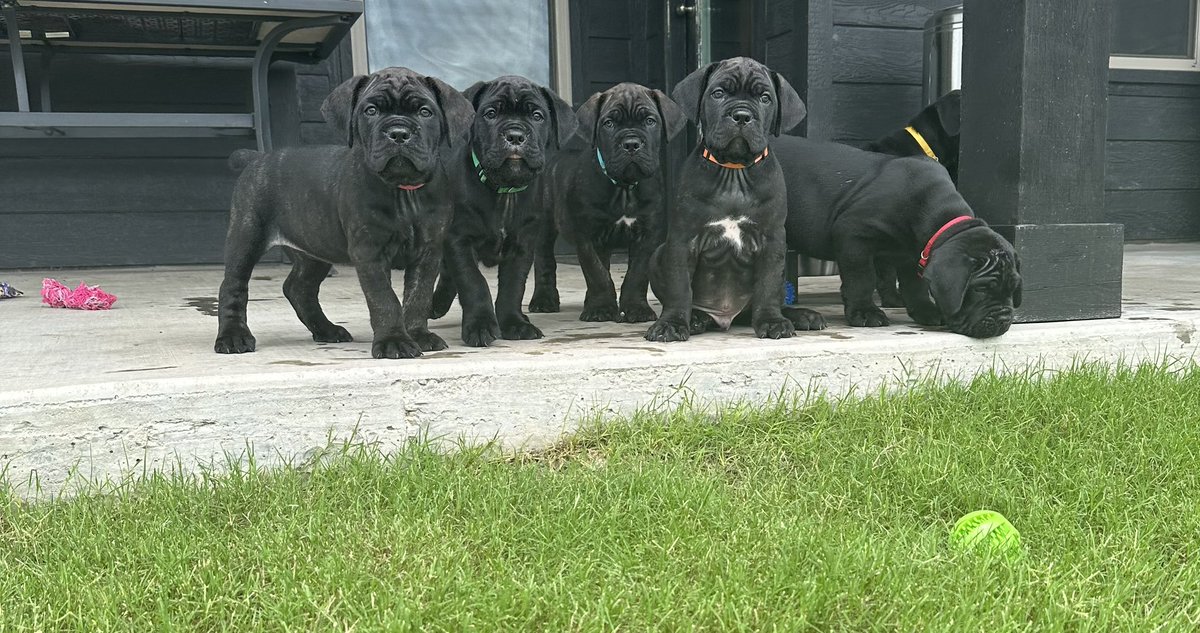 7NCaneCorso's tweet photo. Dallas Texas 💪 6 week old Cane Corso pups. UTD on shots, dewormed &amp; 100% healthy. Most of them have their future homes lined out! #canecorso #puppies #puppy #doggos #mastiff #italianmastiff https://t.co/37BaeXLnUl