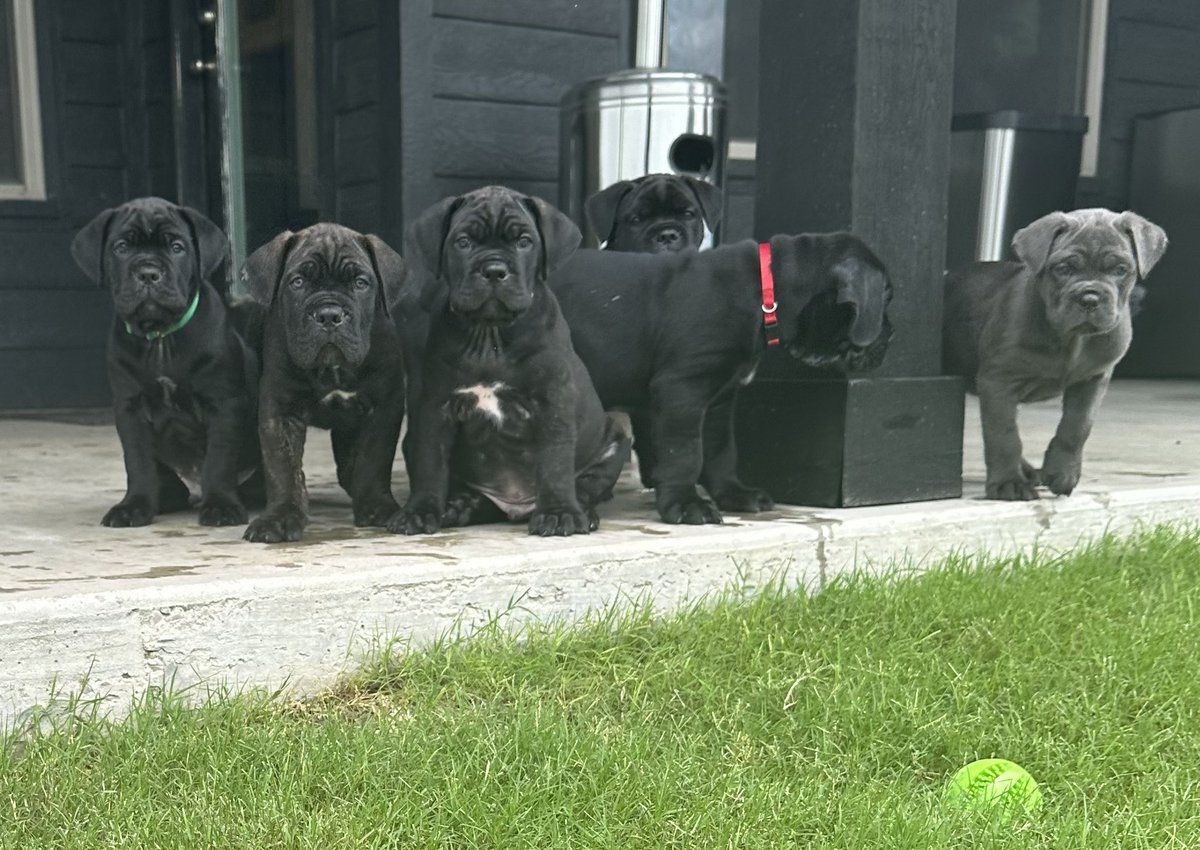 7NCaneCorso's tweet photo. Dallas Texas 💪 6 week old Cane Corso pups. UTD on shots, dewormed &amp; 100% healthy. Most of them have their future homes lined out! #canecorso #puppies #puppy #doggos #mastiff #italianmastiff https://t.co/37BaeXLnUl