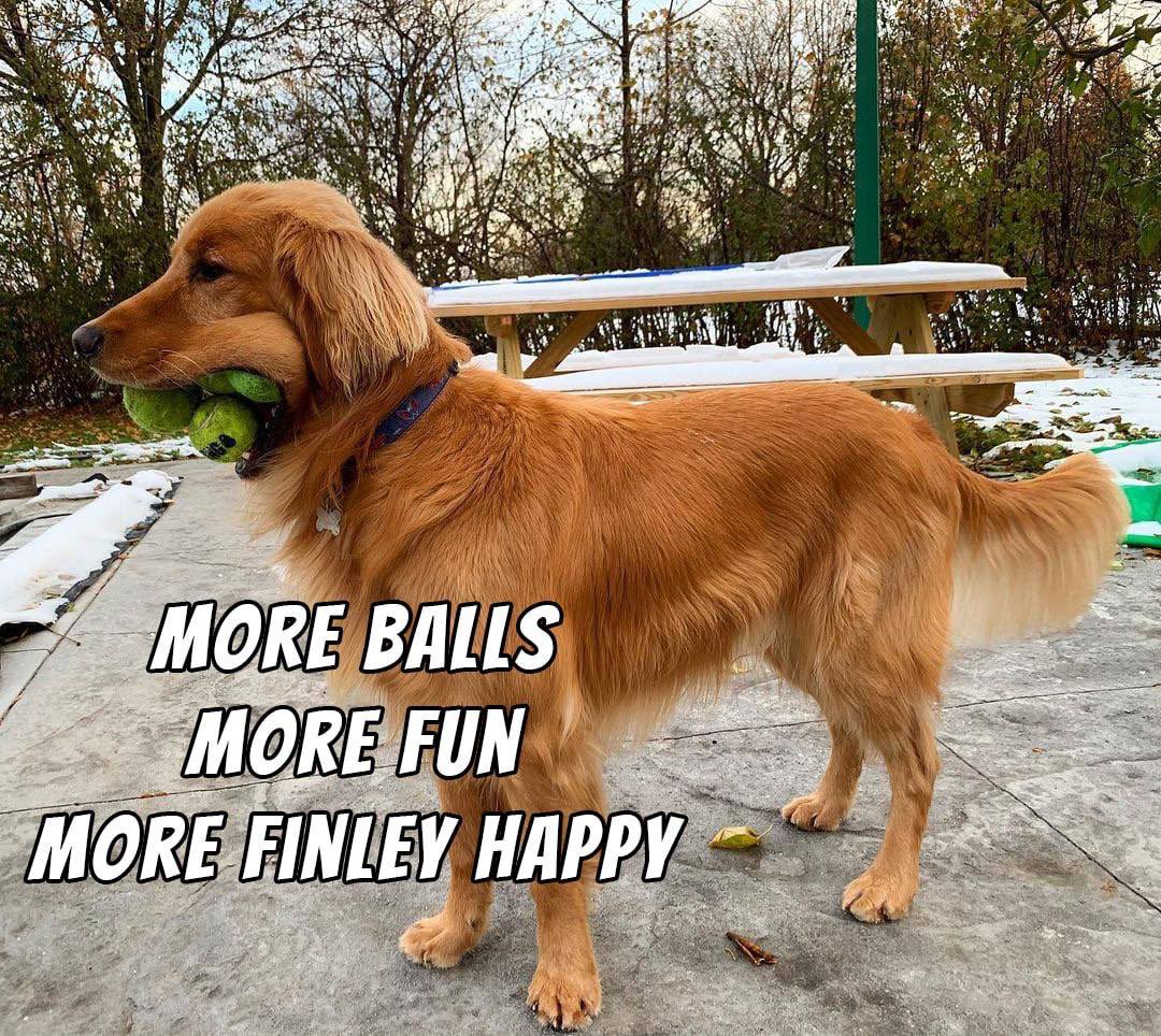 $FINLEY - Dog Wif Balls tweet media
