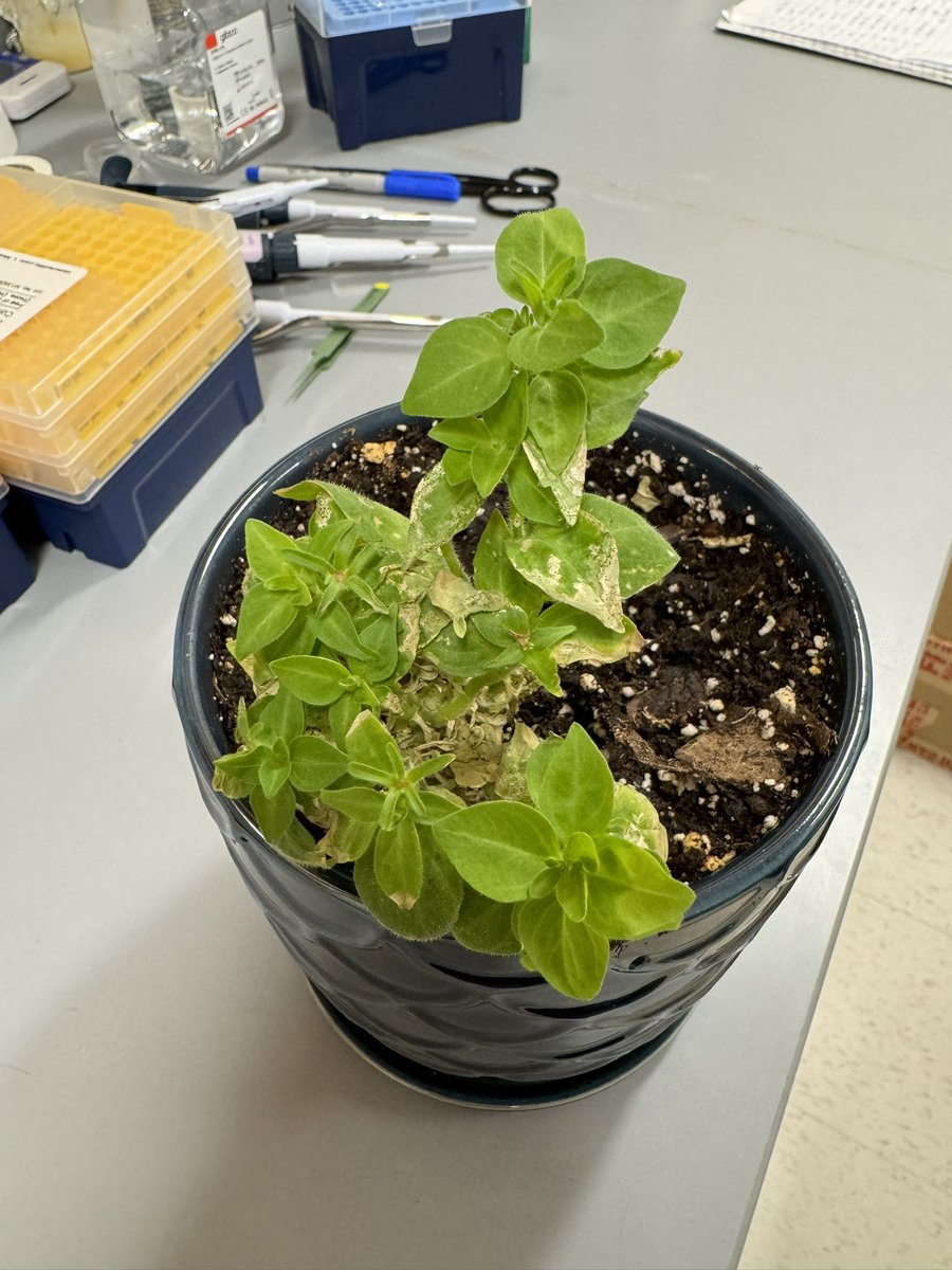 I received Firefly Petunias 🪴💡 from <a href="/light_bio/">Light Bio</a> about a month ago. An update:

The plant arrived in a rough condition (somewhat expected). After a week, growth was still stagnant and flower petals wilted. In an effort to save it, I pruned it, transplanted it to a new pot with