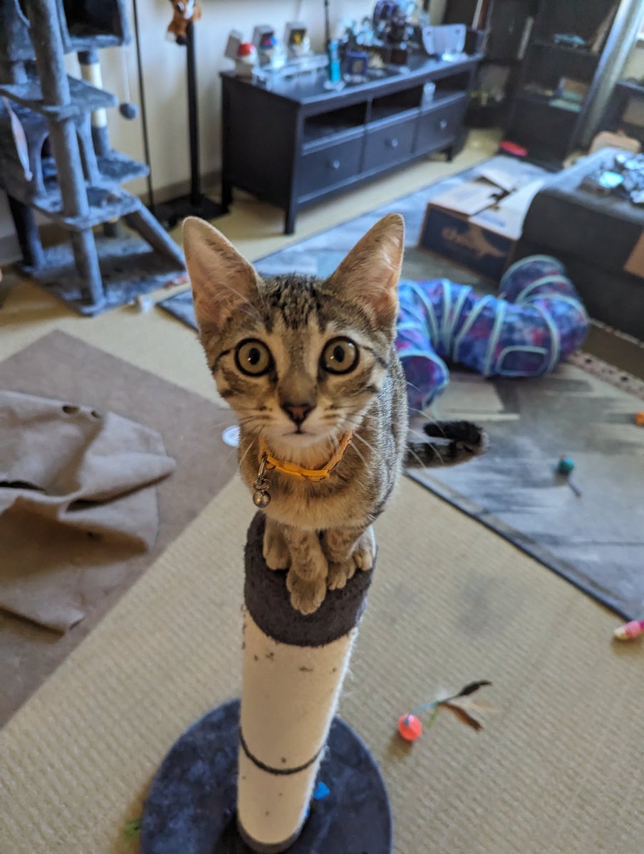 snofox 🦋☁️ tweet media