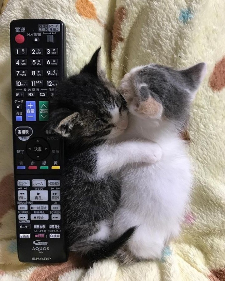 PunchingCat's tweet photo. https://t.co/DcsDrUO2vq