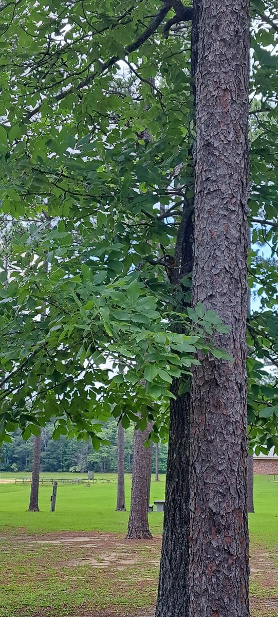 SonnySemme's tweet photo. #Hickorytree #Foxsquirrel #Lakeside https://t.co/9sQJvTp3Vy