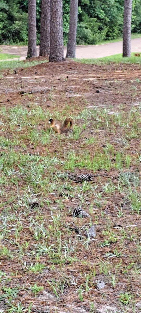 SonnySemme's tweet photo. #Hickorytree #Foxsquirrel #Lakeside https://t.co/9sQJvTp3Vy