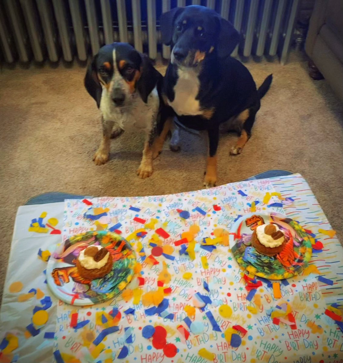 M00SlEE's tweet photo. 🥳 Happy 2nd #Birthday to Reef! 🎂🎁🎉

This is probably his very first birthday! 🎈🎊
When rescued they estimated he would be 2 and a half years old.

But we decided his birthday is on the first day we started fostering him and that is exactly 1 year ago from now! ❤️ https://t.co/kyzdPEWcdm