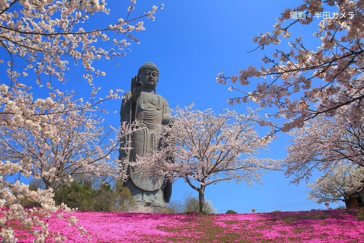 ゲストdeダバダ 大仏写真家・半田カメラさん】 全高120メートル。日本