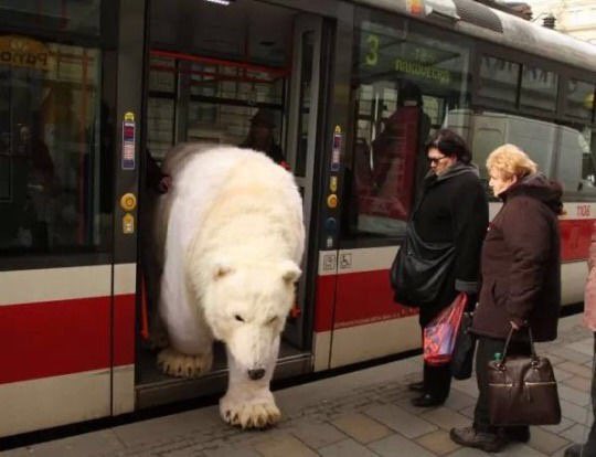 BearPosting tweet picture