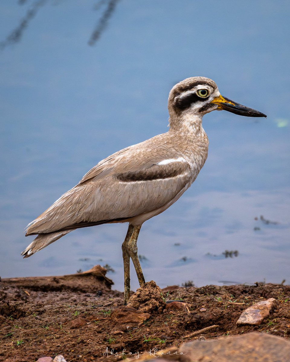 akshay_khanna's tweet photo. I had never seen a #ThickKnee before. This was a pleasant surprise in #Ranthambore National Park.
Great Thick-knee (Great #StoneCurlew).
#lifer
#Nikon Z8
Nikkor 180-600mm
#BBCWildlifePOTD #natgeoindia #ThePhotoHour #lensonwildlife #birdphotography #BirdsSeenIn2024 #nikonz8 https://t.co/iEBWwQGXGw