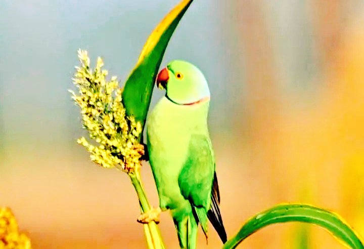 DIVYANSHU MISHRA tweet media