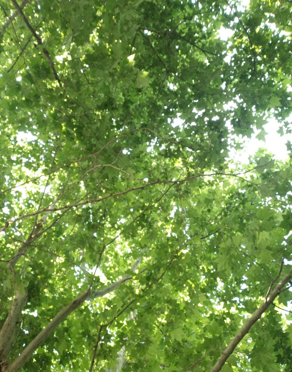 Nianan_Yu's tweet photo. 生机盎���的绿色啦～～～🌸🤗🌵🎄🌲🌱🌿🍀🍀🍀🌴🪴💐🍁🌼🌸🌺啦啦啦啦啦噜，美好啦 https://t.co/LDdXWf6EuI