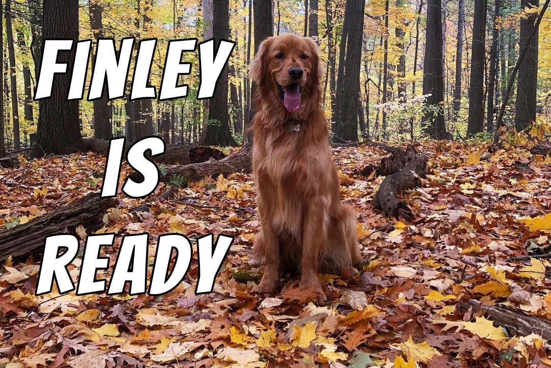 $FINLEY - Dog Wif Balls tweet media