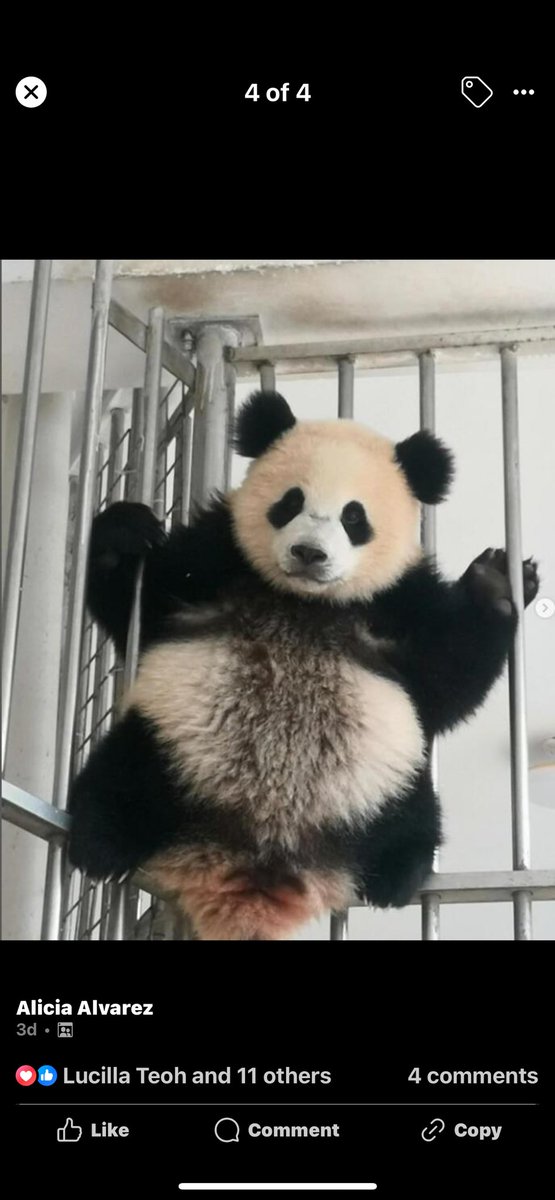 pinkypanda0823's tweet photo. NNLY!! I love this pic of my little troublemaker @BaoLiPanda !! https://t.co/MLdZZoWKKw