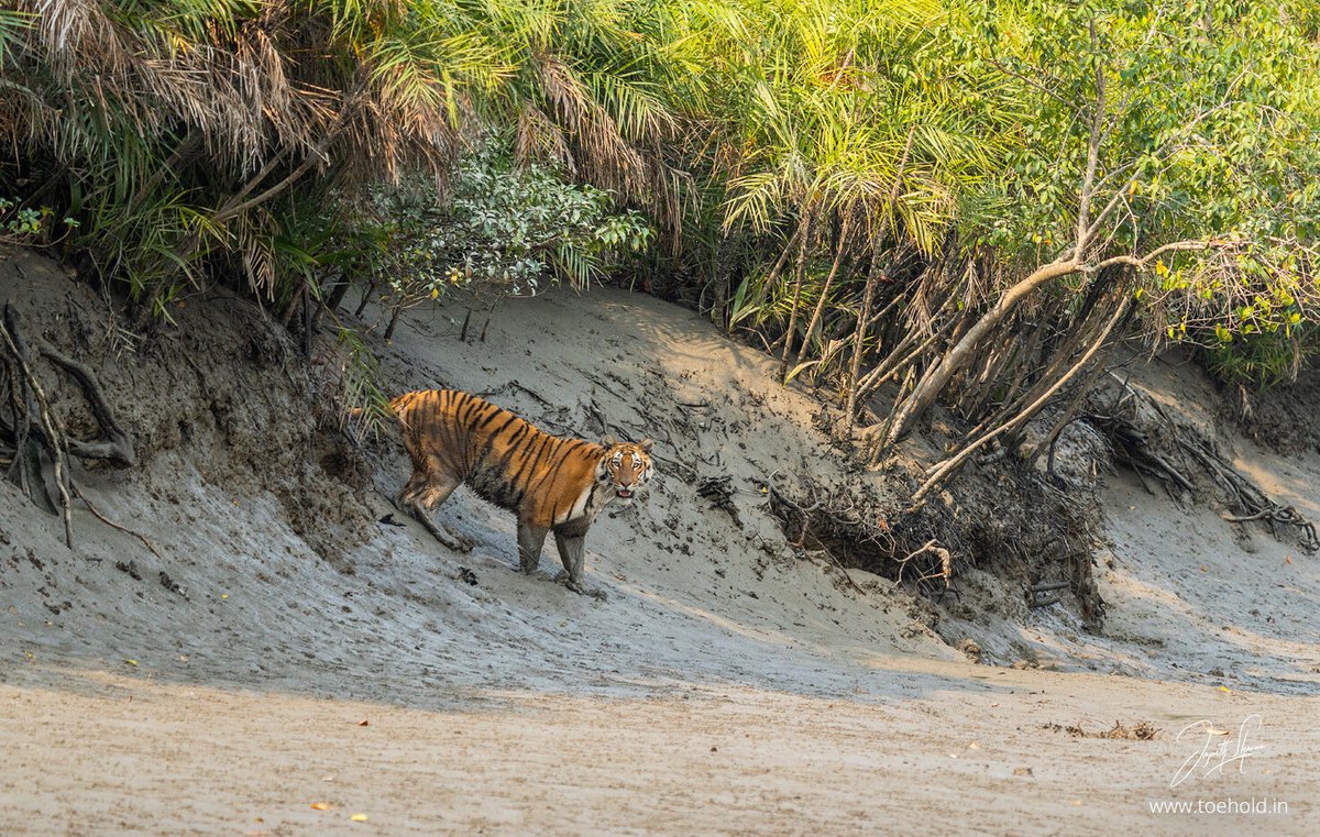 Jayanth_Sharma's tweet photo. This July travel to the famed #Sundarbans with the talented Trikansh Sharma on a photography tour and hopefully get a chance to see the elusive tiger in the mangroves.

DM us for information.
#ToeholdPhotoTravel https://t.co/OF3ebllncd