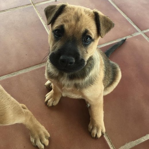 #madrid 
LINDA GORDITA cachorra de 1,5 meses
Su mami,abandonada,acaba de dar a luz en el Albergue  En edad adulta rondará 15-25kg 
Sociable con niños,🐶y🐱
Se entrega chipada,vacunada,desparasitada y CON compromiso de castración 
CONTACTO 📩facenuevavida@gmail.com
#cachorros #rt