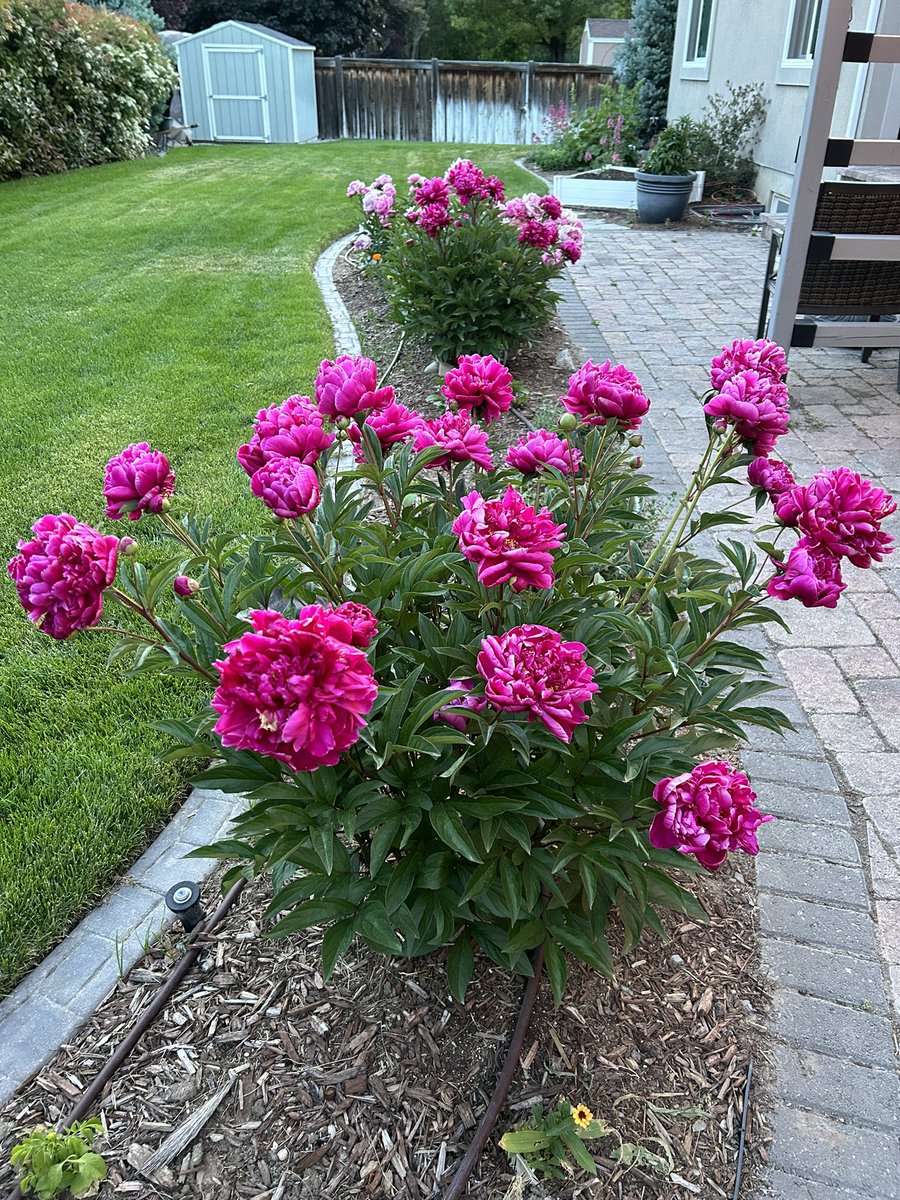 Peonies in bloom