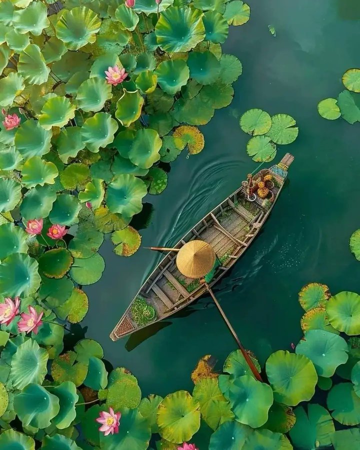 误入藕花深处~
#中国式浪漫