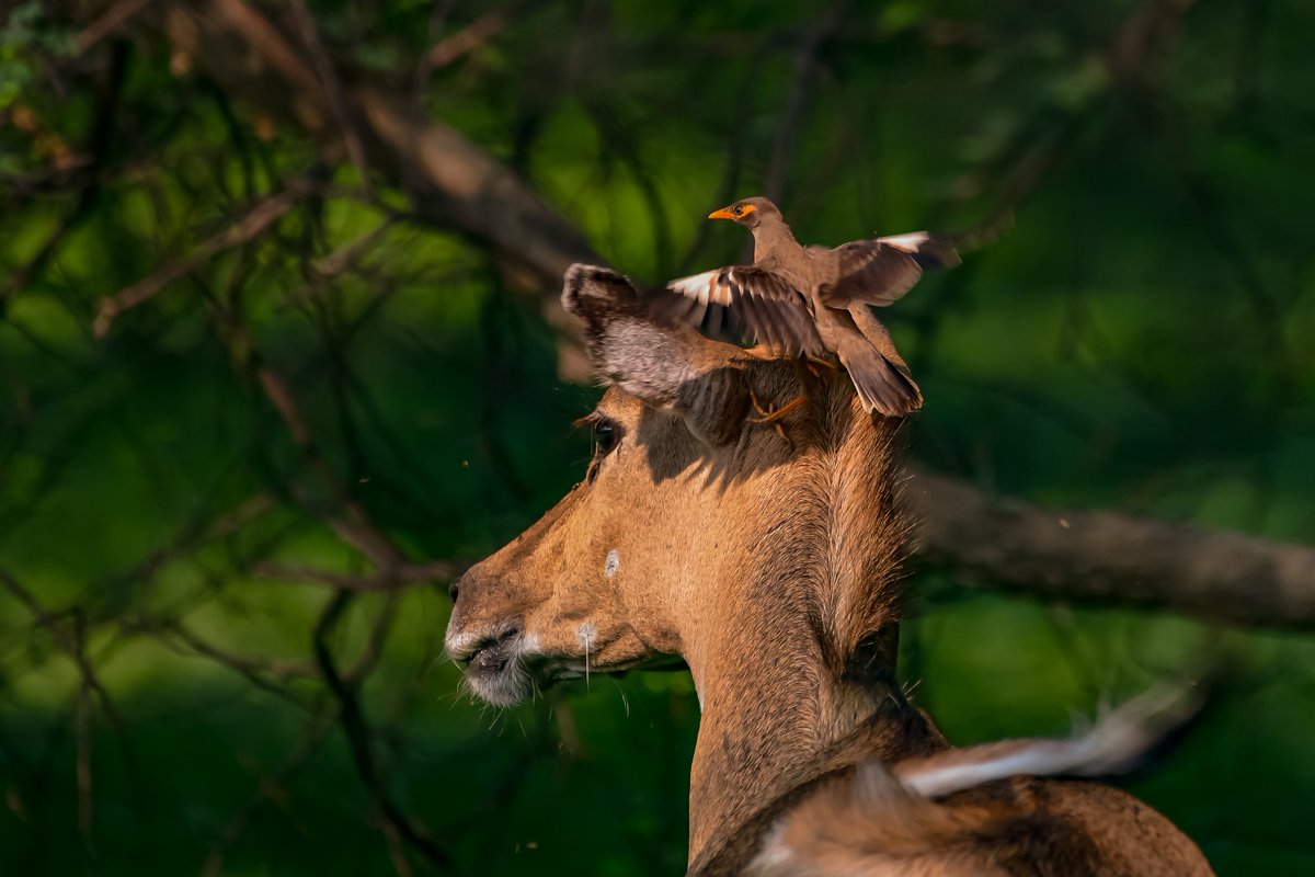 bownaankamal's tweet photo. Jungle Safari on head | Jungle Myna on Nilgai | Jhalana | India
.
.
#discoverearth #junglemyna #nilgai #natgeocreative #jhalanareserve #bownaankamal #indianwildlife #wildlifephotography #jawswidlife #wildlifeofindia #rajasthanwildlife #planeteartch #exploreindia #nikoncreator https://t.co/hxBXH1ozoX