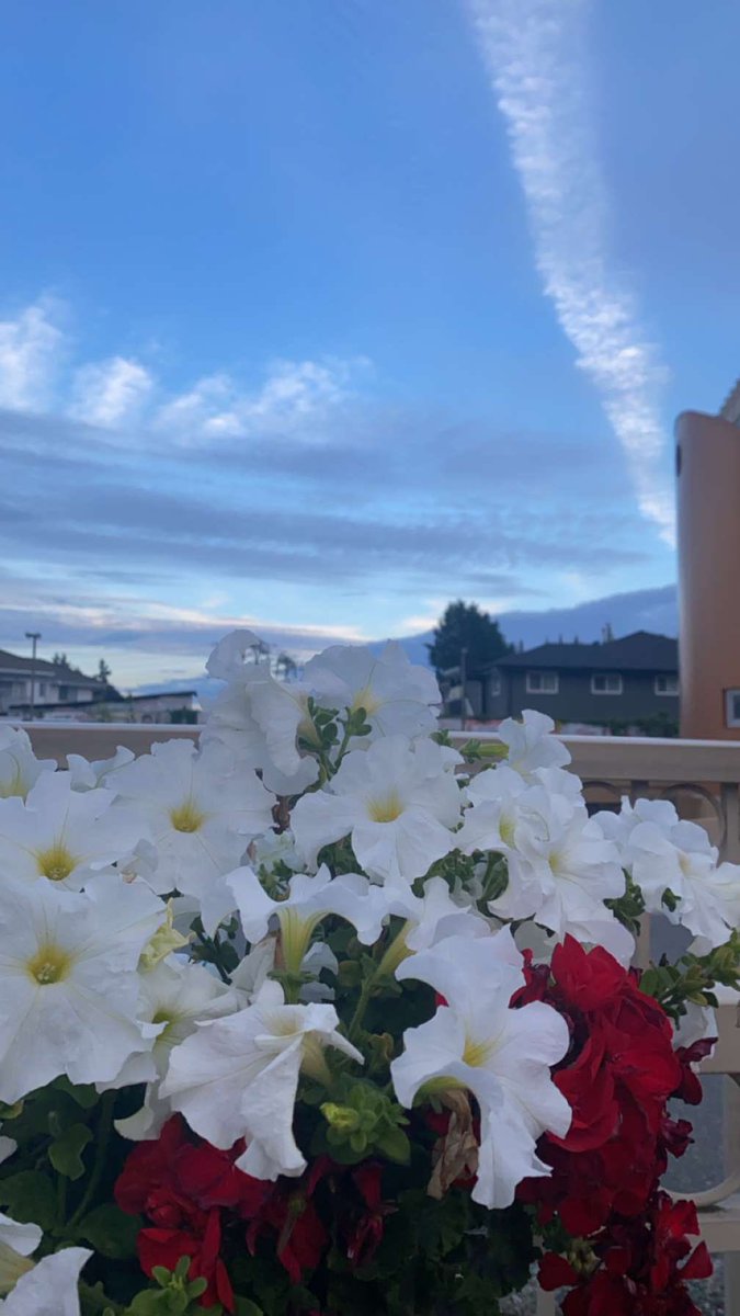 Safirapatel18's tweet photo. "Every flower blooms at its own pace, and every evening paints the sky in its own hue. Beauty lies in patience and uniqueness. 🌸🌅"
#Nature
#Beauty 
#UCWCOMM205 
@WahibaChair https://t.co/lBEhnXWGA8