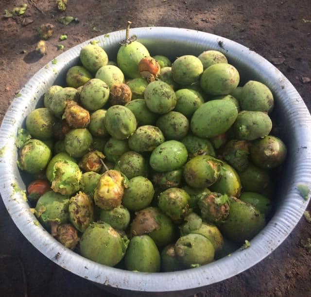 OkereCity's tweet image. The season is here, and we are elated. More vitamins. More healthy fats. More money. What more do we need? #OkereSheaButter #SheaButter #MooYao #Karite