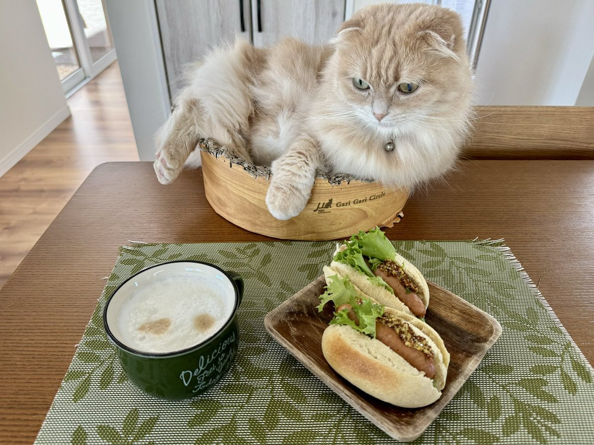 ndTu67XYaawnA2U's tweet photo. 朝食と猫達
Breakfast &amp; Cats
#猫 #スコティッシュフォールド #朝食 #ミニホットドッグ #カプチーノ 
#cat #scottishfold #brakfast #minihotdog #cuppuccino https://t.co/n1PsdO4cNI