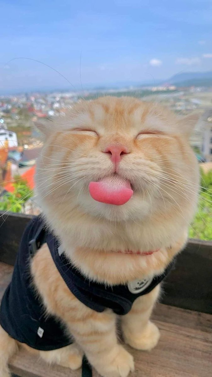 Why you should have a cat (@shouldhavecat) on Twitter photo 